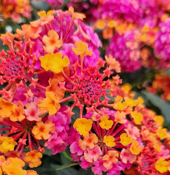 Lantana - Passion Fruit