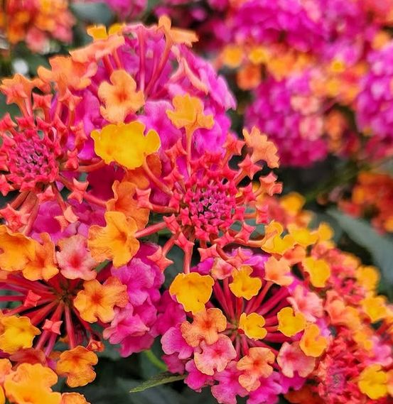 Lantana - Passion Fruit