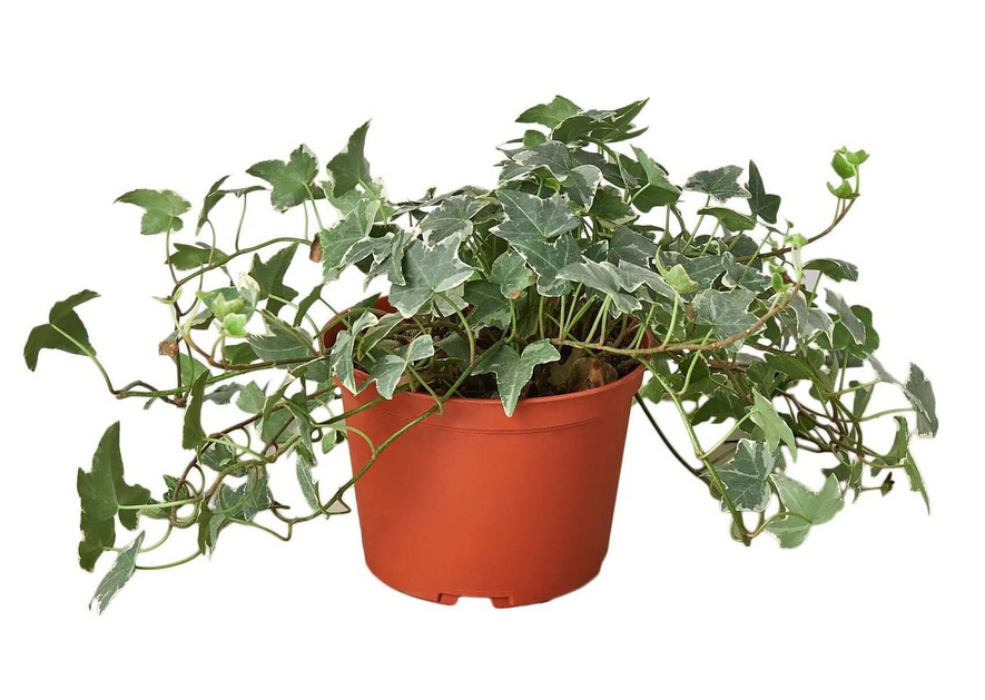 Dahlia - Novation Salmon