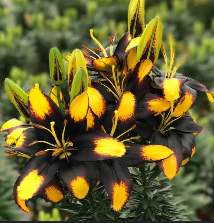 Lilium (Lily) Asiatic - Looks Tiny Massive