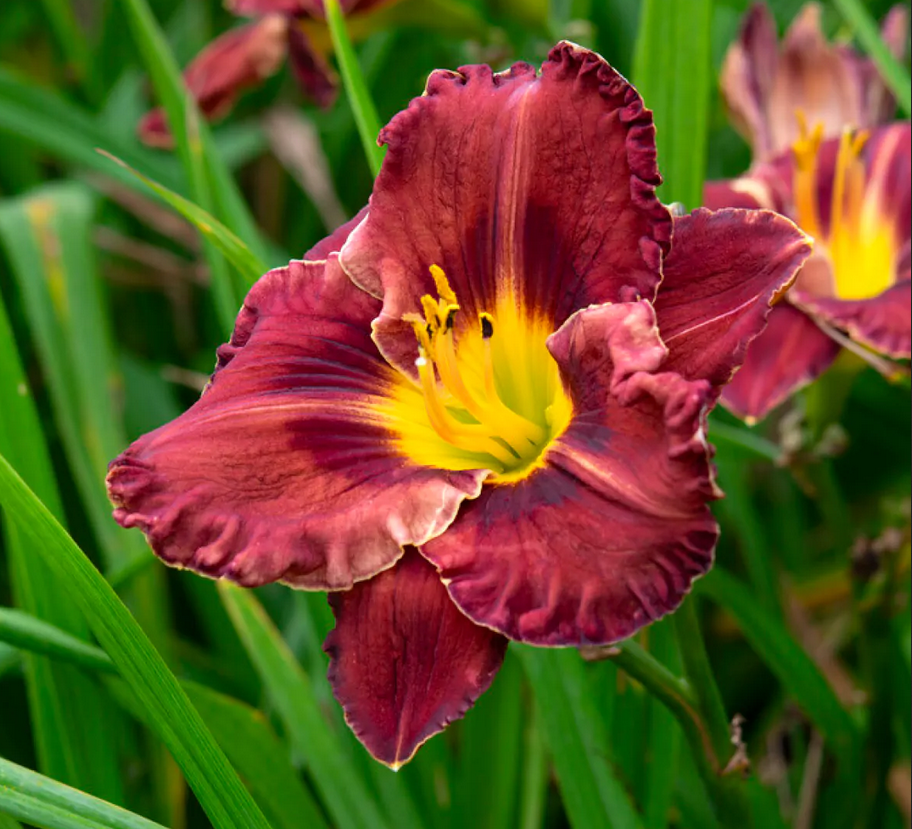 Hemerocallis (Daylily) - Purplelicious