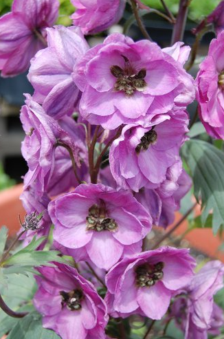 Delphinium - New Mellenium Dusky Maidens Delphinium - New Mellenium Dusky Maidens