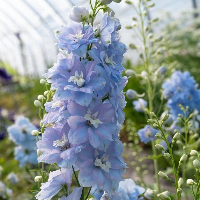 Delphinium - Magic Fountain Sky Blue