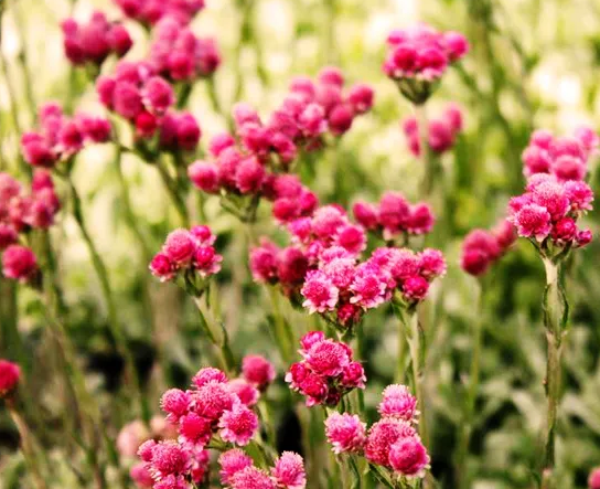 Antennaria Dioica Catsfoot - Rubra