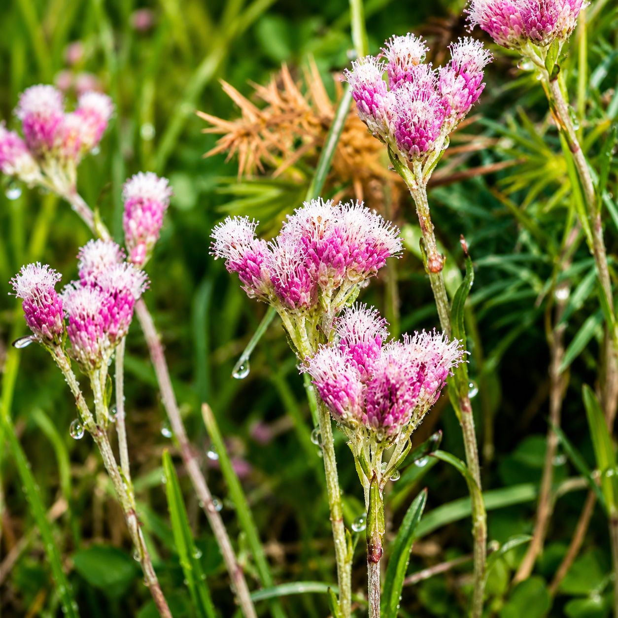 Antennaria Dioica Catsfoot - Rubra