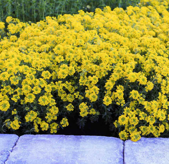 Alyssum - Mountain Gold