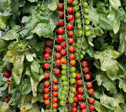 Tomato - Rapunzel