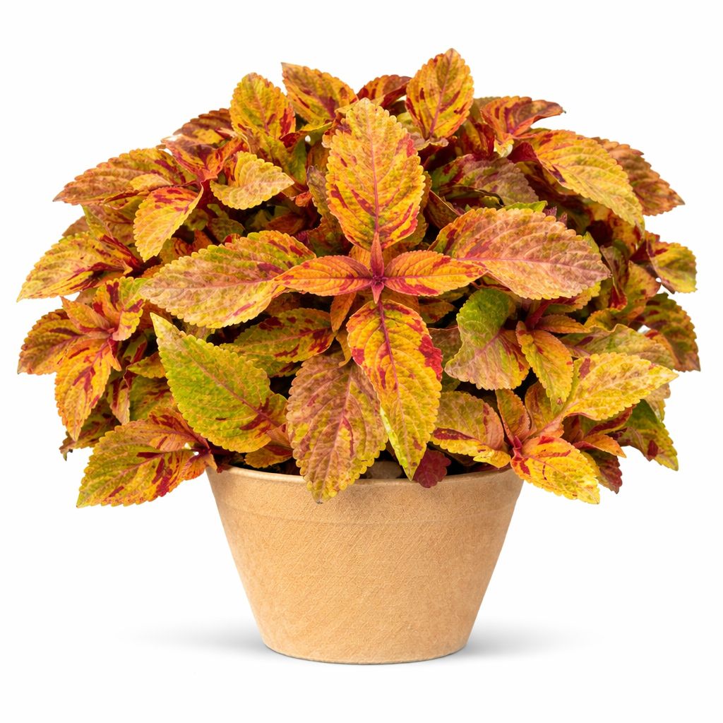 Coleus - Premium Sun Mighty Mosaic
