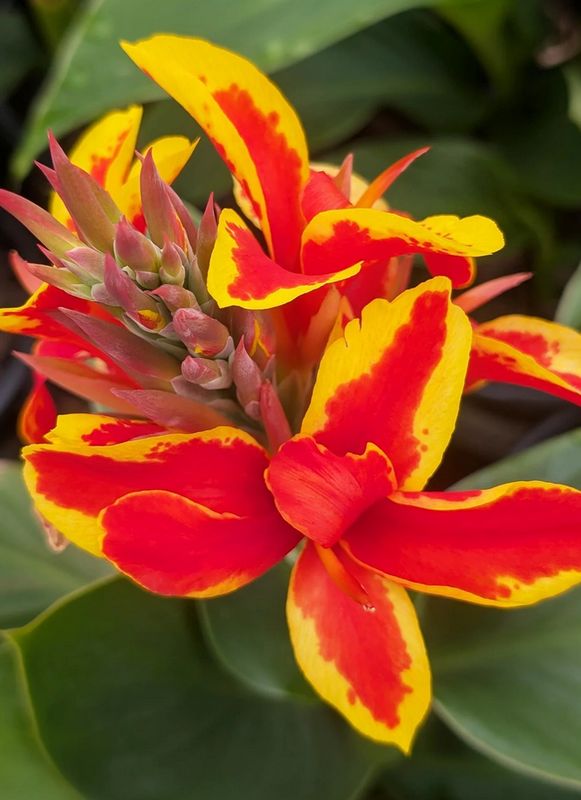 Canna Lily - Cannova Red Golden Flame Canna Lily - Cannova Red Golden Flame
