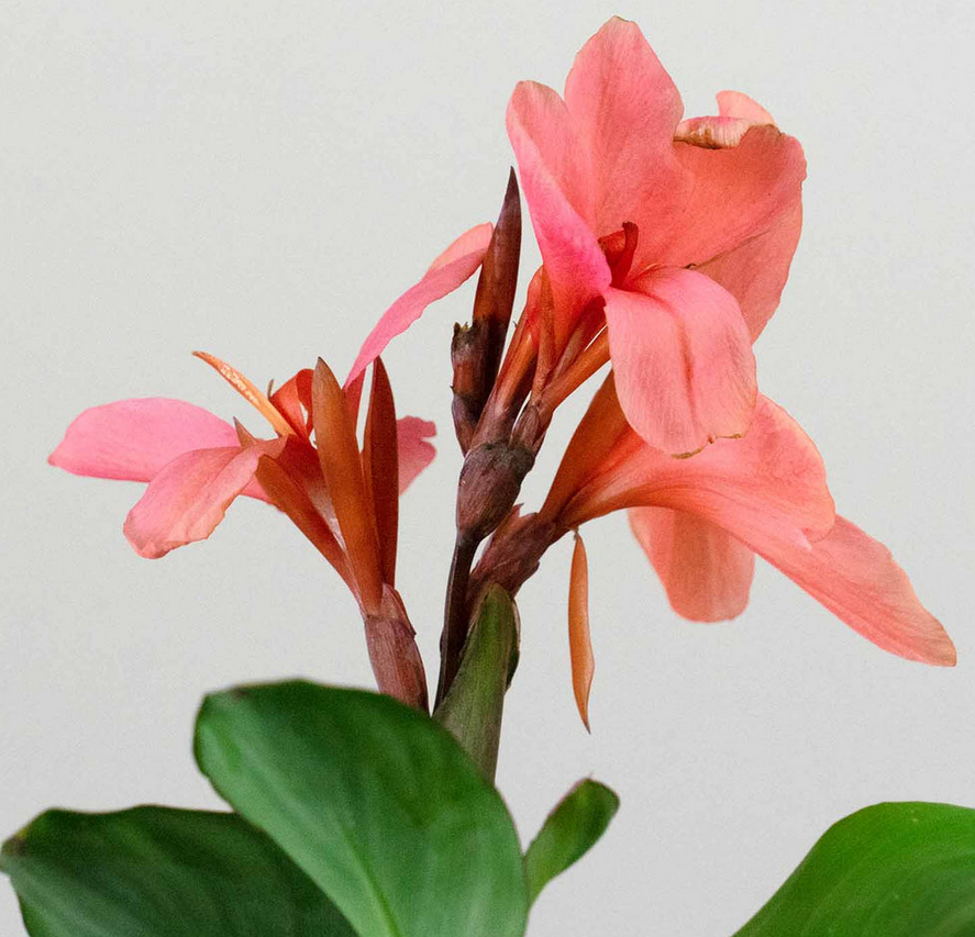 Canna Lily - Cannova Mango