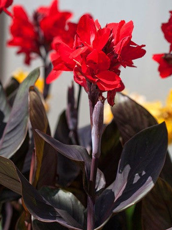 Canna Lily - Cannova Bronze Scarlet
