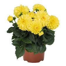 Dahlia - Novation Yellow Bicolour