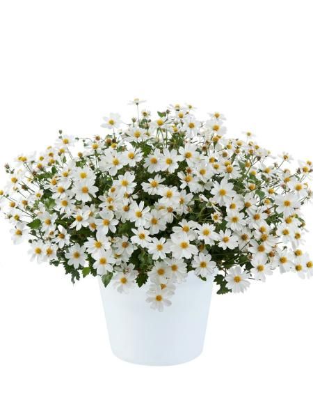 Bidens - White Delight