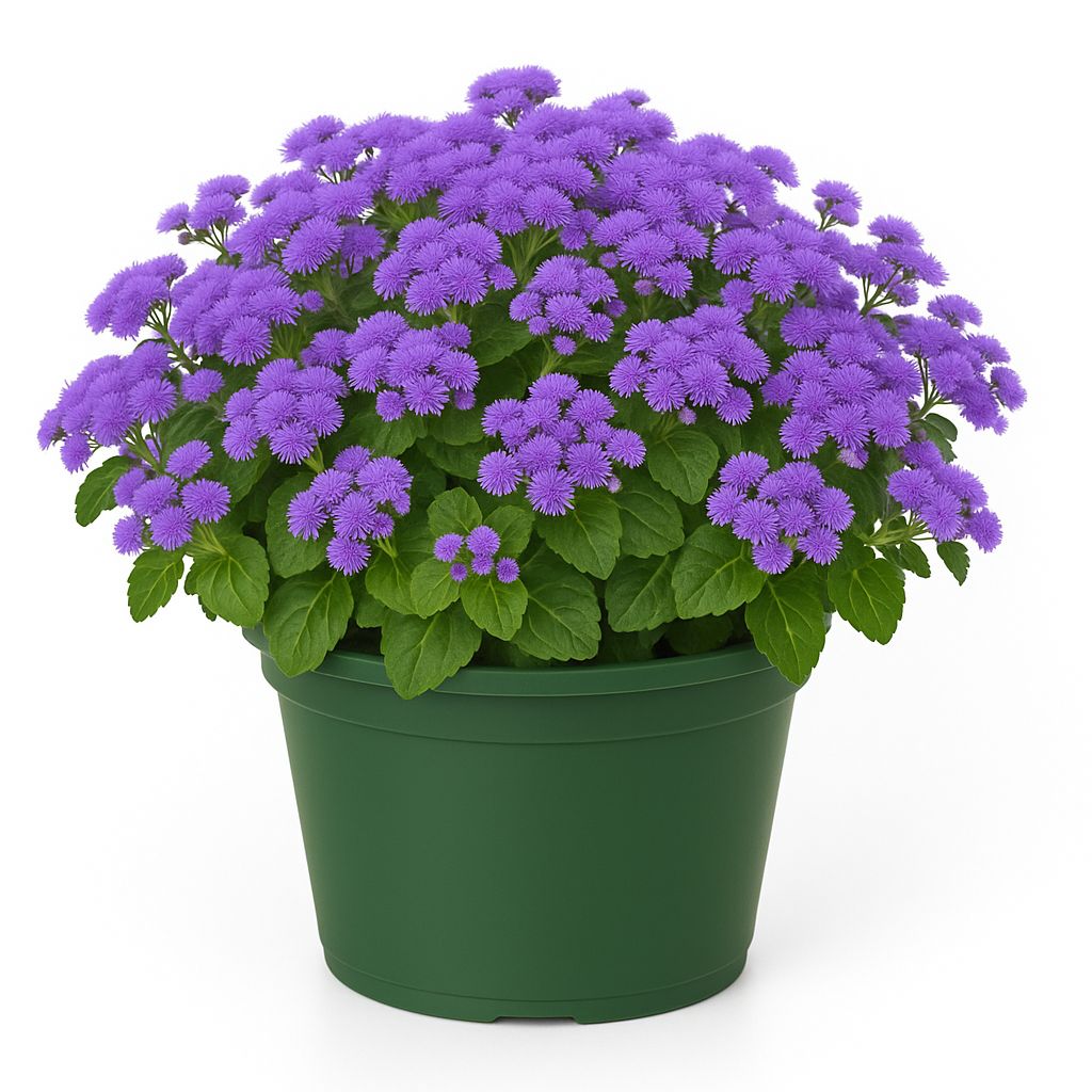 Ageratum - Monarch Magic