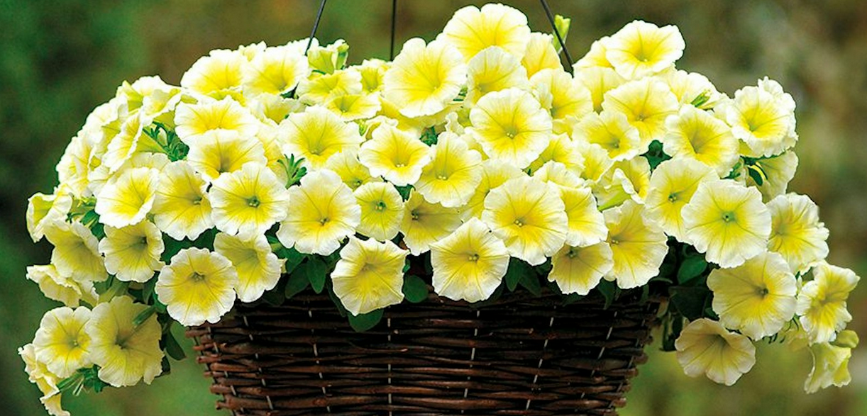Petunia Easy Wave - Yellow 6"