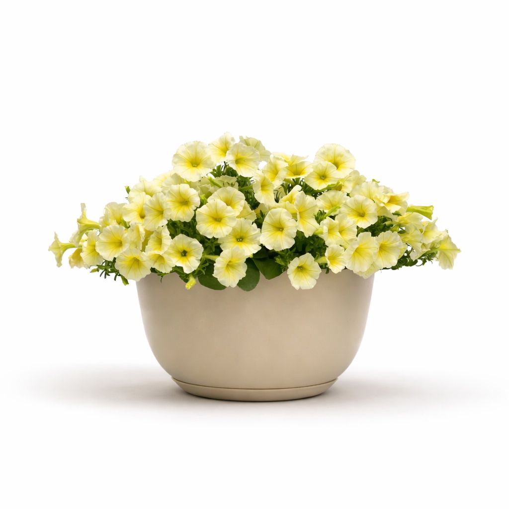 Petunia Easy Wave - Yellow 6"