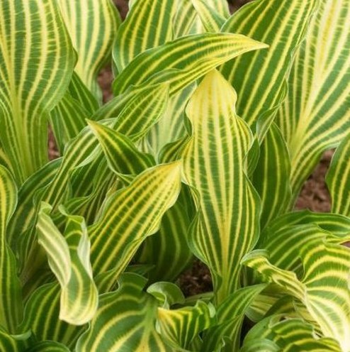Hosta (Plantain Lily) - Siberian Tiger