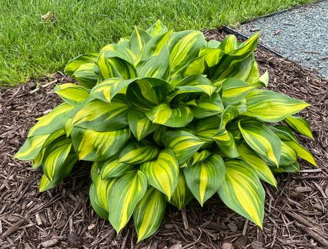 Hosta (Plantain Lily) - Rainbows End