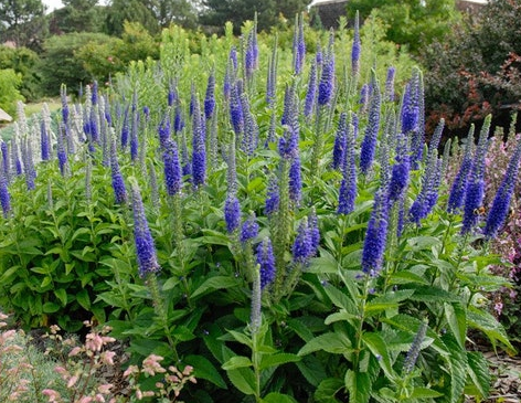Veronica Spicata (Speedwell ) - Sunny Border Blue