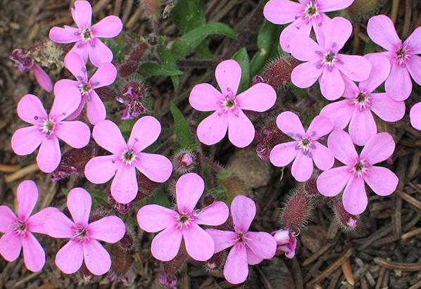 Saponaria Ocymoides - Rock Soapwort