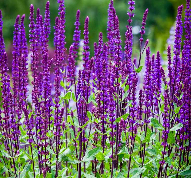 Salvia (Woodland Sage) - Caradonna