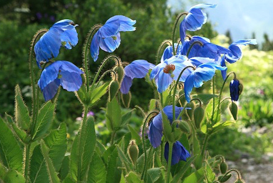 Meconopsis Sheldonii - Lingholm (grandis) Blue Poppy