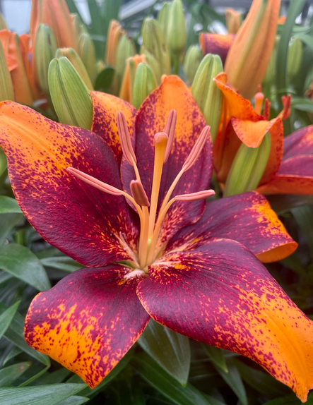 Lillium (Lily) Asiatica - Looks Tiny Cosmic