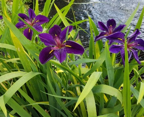 Iris Germanica - Black Gamecock