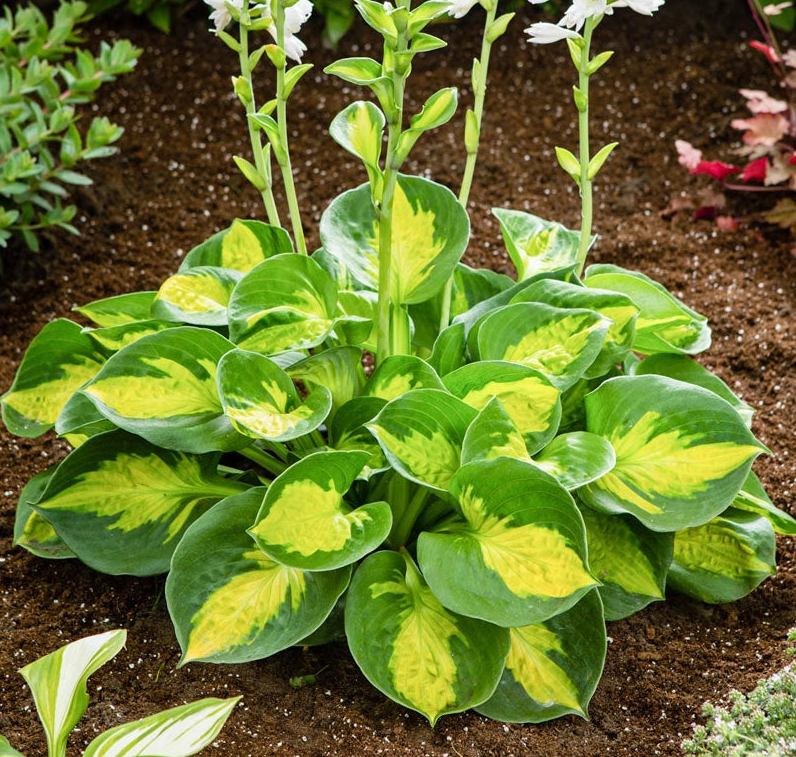 Hosta (Plantain Lily) - Sunset Grooves