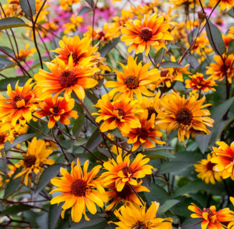 Heliopsis (False Sun Flower) - Burning Hearts