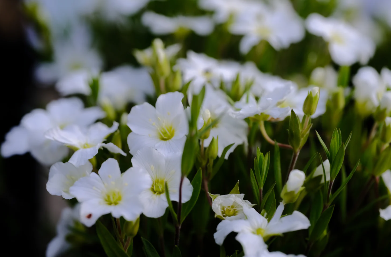 Arenaria Montana - Mountain Sandwort