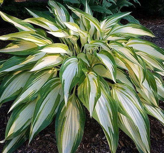 Hosta (Plantain Lily) - Cool as a Cucumber Hosta (Plantain Lily) - Cool as a Cucumber
