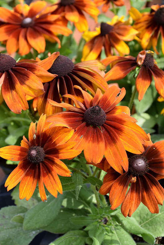 Rudbeckia (Blackeyed Susan) - Autumn Colors
