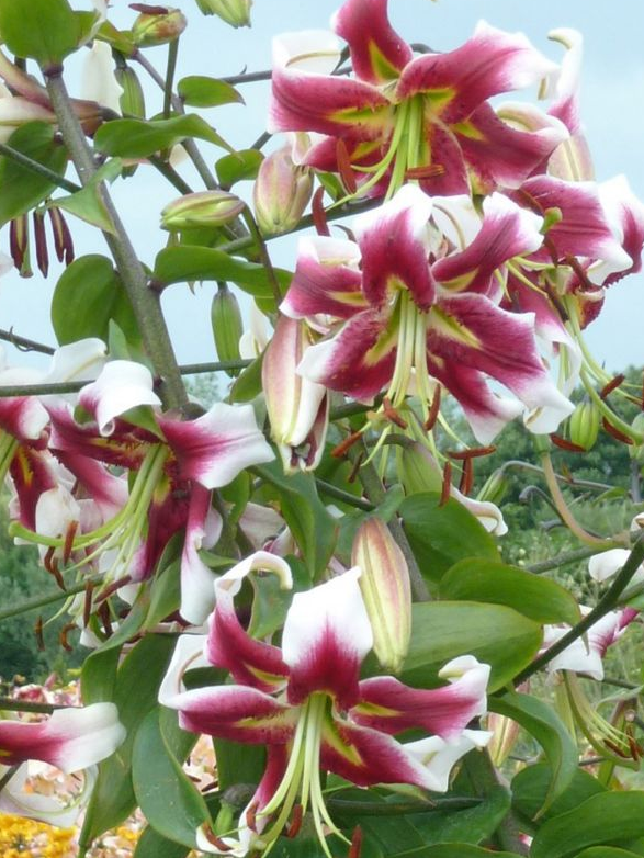 Lilium (Lily) Oriental Hybrid - Beverly's Dream