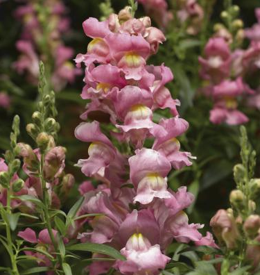 Snapdragon - Snaptastic Mix (6 Pack Regular)