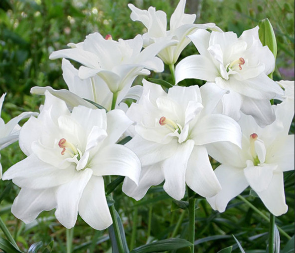 Lilium (Lily) Asiatica - Kiss - Pollen Free Kiss Belvedere