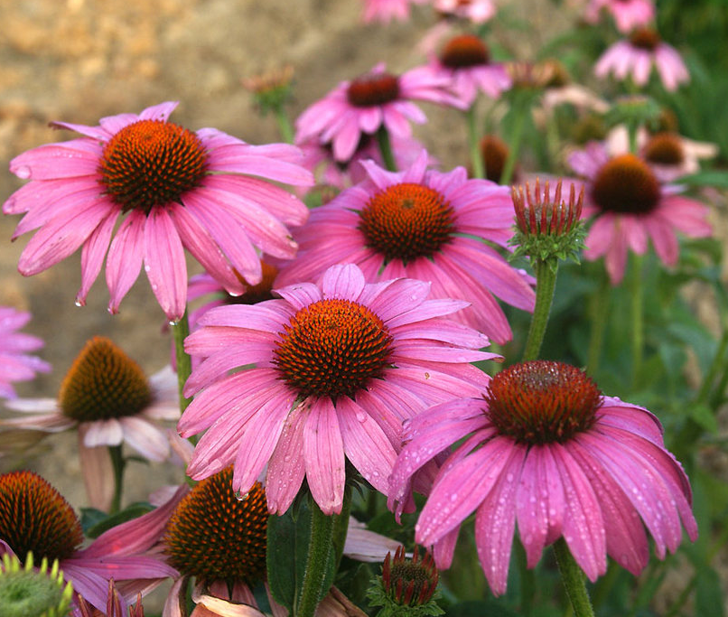 Echinacea - Purpurea Prairie Splendor Compact Rose