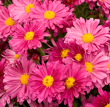 Chrysanthemum Mammoth (Hardy Mum) - Lavender Daisy
