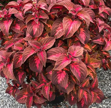 Coleus - Main Street Sunset Blvd