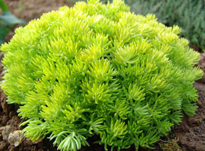 Sedum - Lemon Ball
