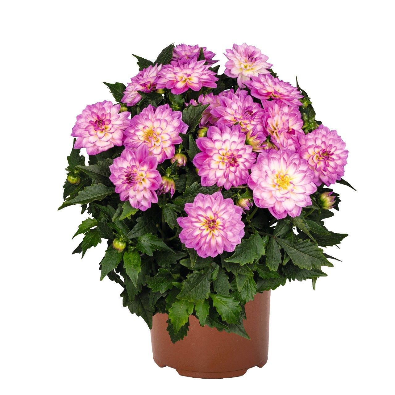 Dahlia - Novation Pink Bicolour