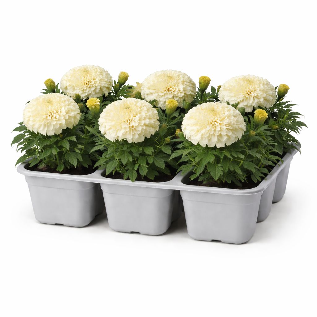 Marigold - African White Swan (6 Pack Regular)