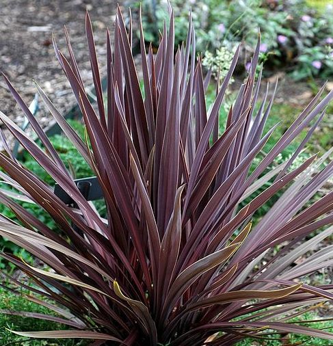 Grass Ornamental - Cordyline Black Knight Grass Ornamental - Cordyline Black Knight