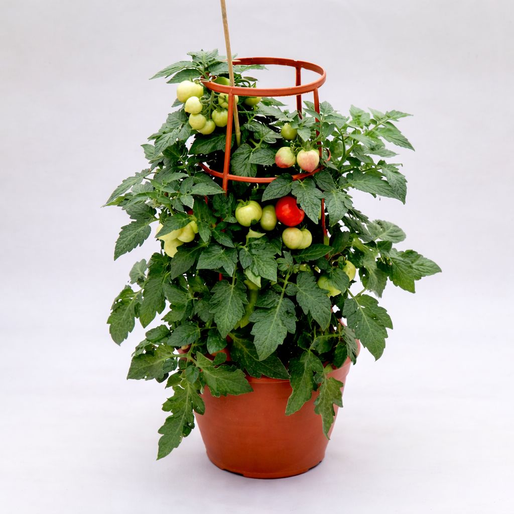 Tomato Topsy Tom - 1 Gallon