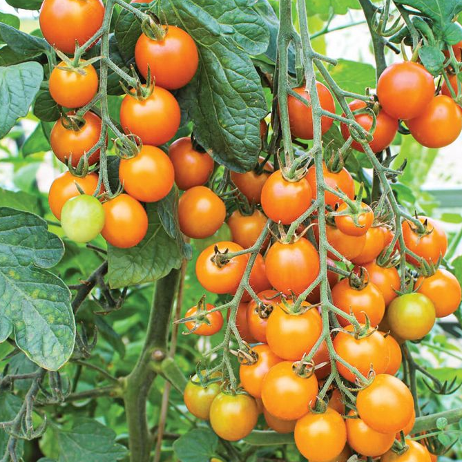 Tomato - Sungold (6 Pack Large)