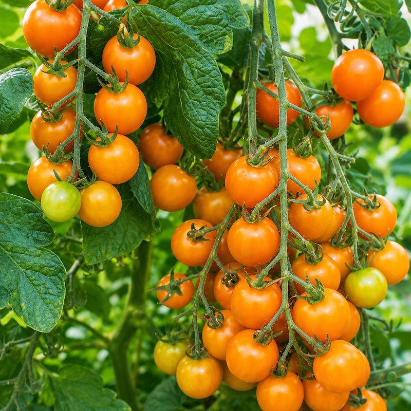 Tomato - Sungold (6 Pack Large)