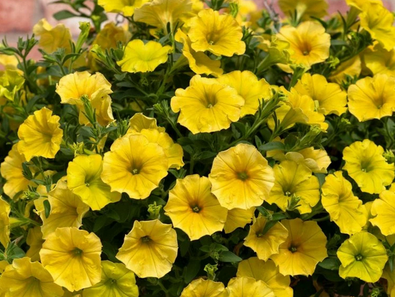 Petunia Easy Wave - Yellow (Jumbo 6 Pack)