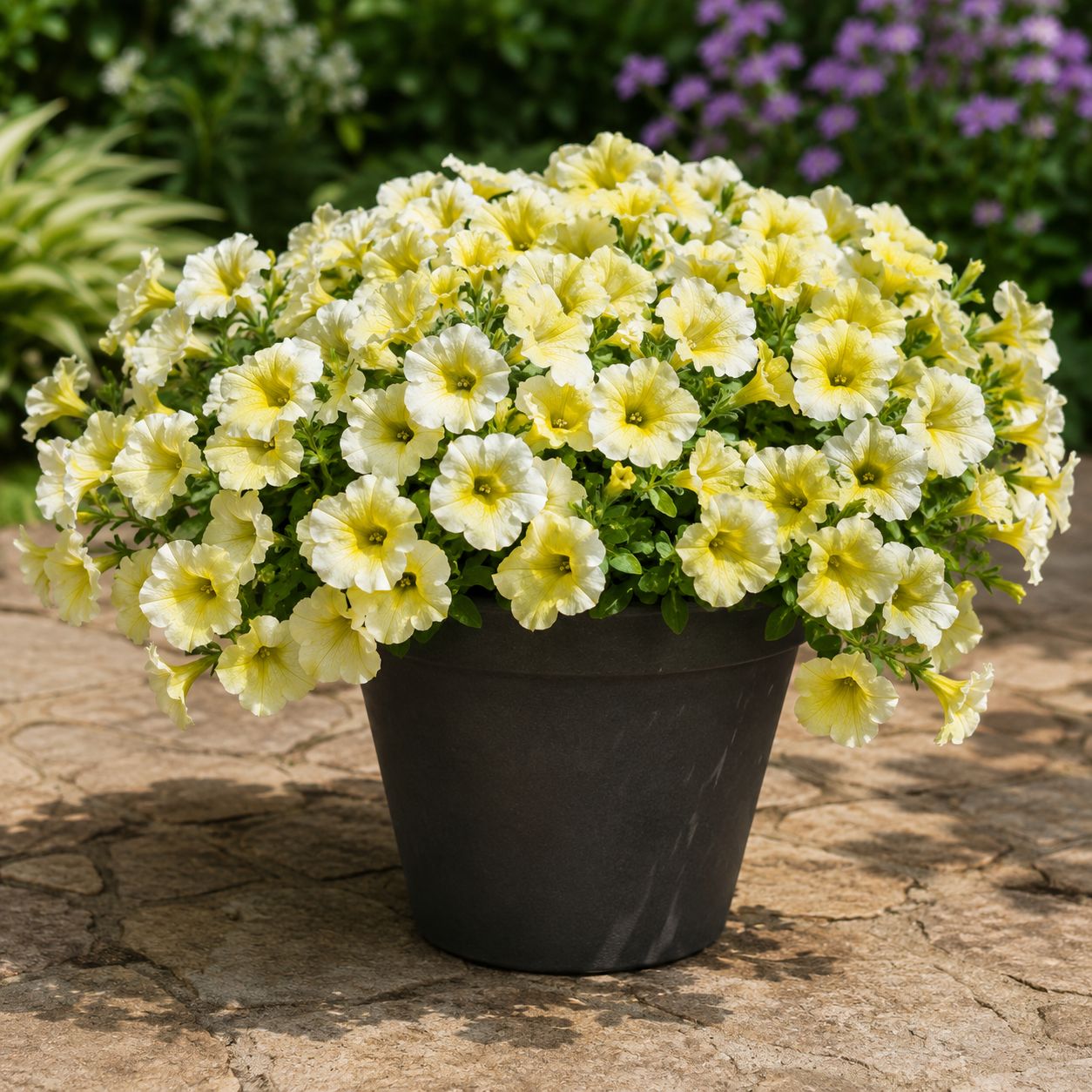 Petunia Easy Wave - Yellow (Jumbo 6 Pack) Petunia Easy Wave - Yellow (Jumbo 6 Pack)