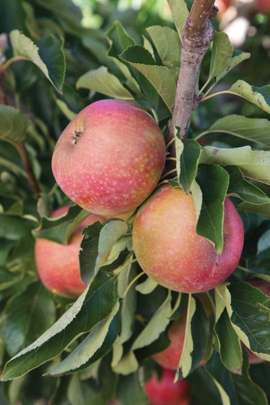 Apple - Tinkerbelle - #7