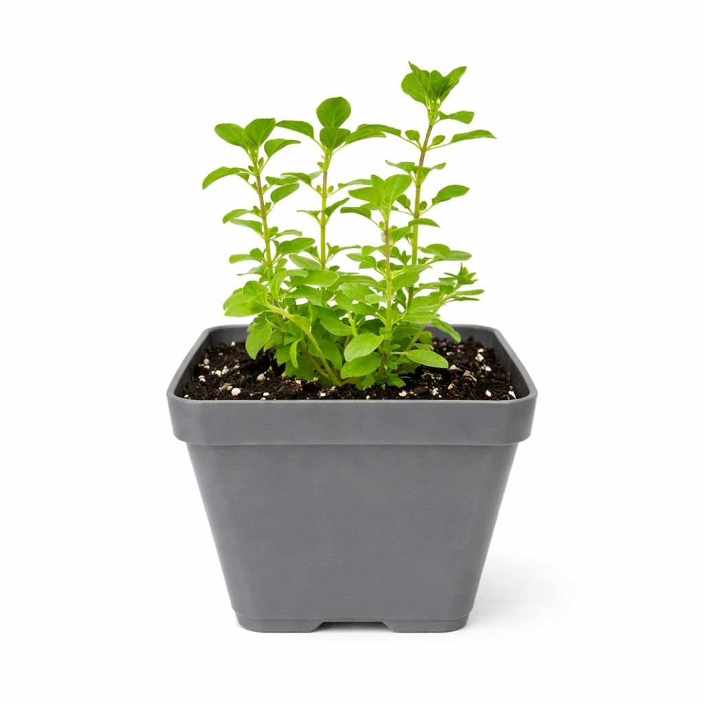 Oregano - Italian - 4"